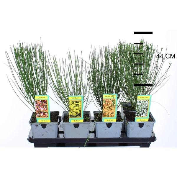 Korai zanót   CYTISUS FAJTÁK 35/45 CS13
