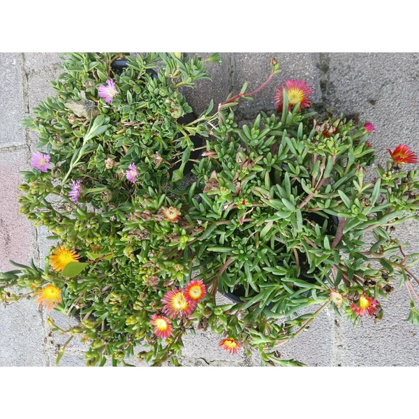 Kristályvirág DELOSPERMA FAJTÁK 12/15 CS12  
