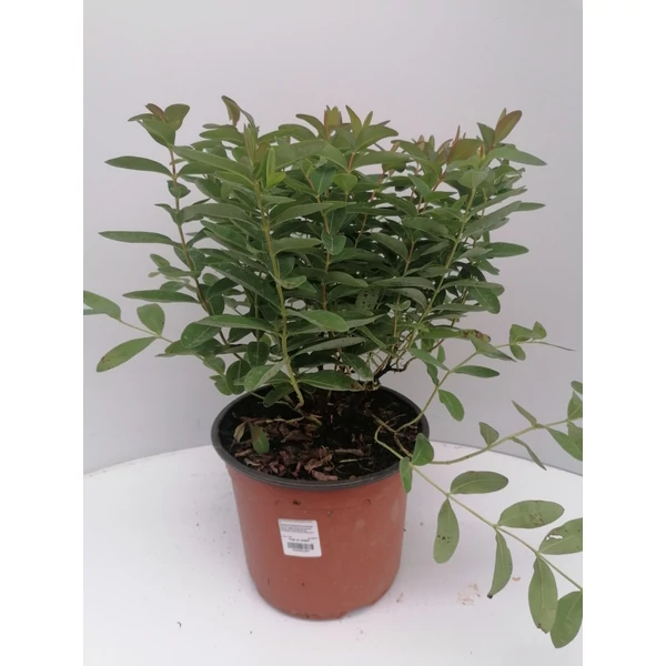 Örökzöld orbáncfű HYPERICUM CALYCINUM 30CM K5