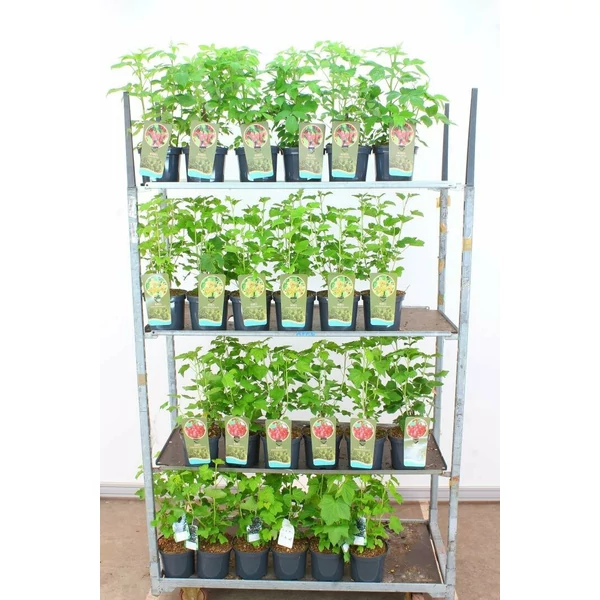Fehér ribiszke RIBES RUBRUM WEISSE VERSAILLES 30/40 K3