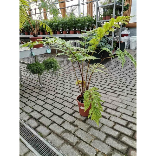 Serlegpáfrány CYATHEA COOPERI 50/70 CS23