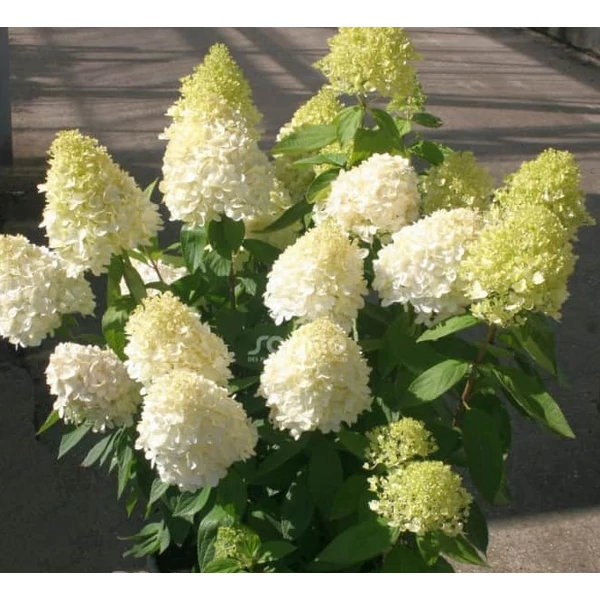 Bugás hortenzia  HYDRANGEA PANICULATA MAGICAL SWEET SUMMER K3