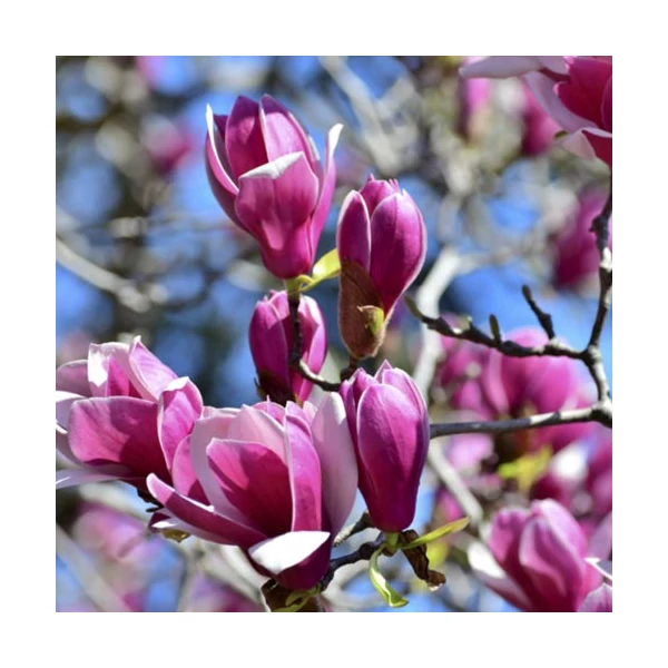 Magnólia MAGNOLIA SOULANGEANA CAMEO K3