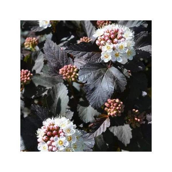 Hólyagvessző     PHYSOCARPUS OPULIFOLIUS DIABOLO K2