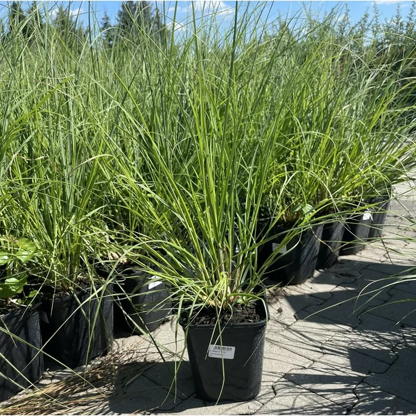 Törpe pampafű CORTADERIA SELLOANA PUMILA K5