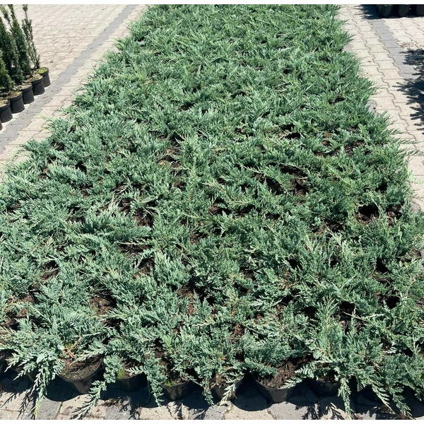 Kék kúszóboróka   JUNIPERUS HORIZONTALIS BLUE CHIP K2