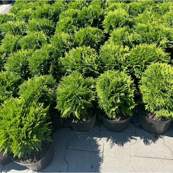 Gömbtuja THUJA OCCIDENTALIS DANICA K2  