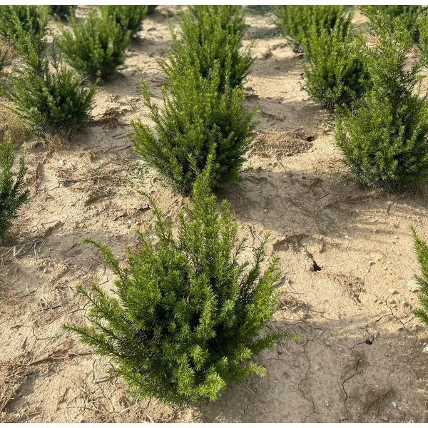 Törpe tiszafa TAXUS MEDIA DENSIFORMIS GÖMBRE NYÍRT 30/40*