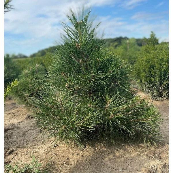 Osztrák feketefenyő PINUS NIGRA AUSTRIACA 60/80*