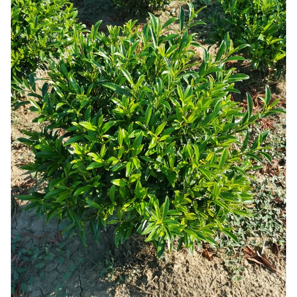 Babérmeggy PRUNUS LAUROCERASUS SOFIA GÖMB 20/30*