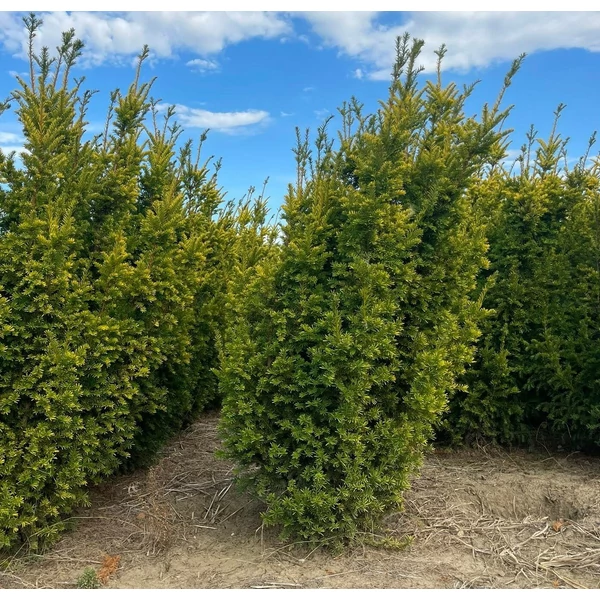 Sárgalombú tiszafa TAXUS BACCATA SEMPERAUREA 150/175*