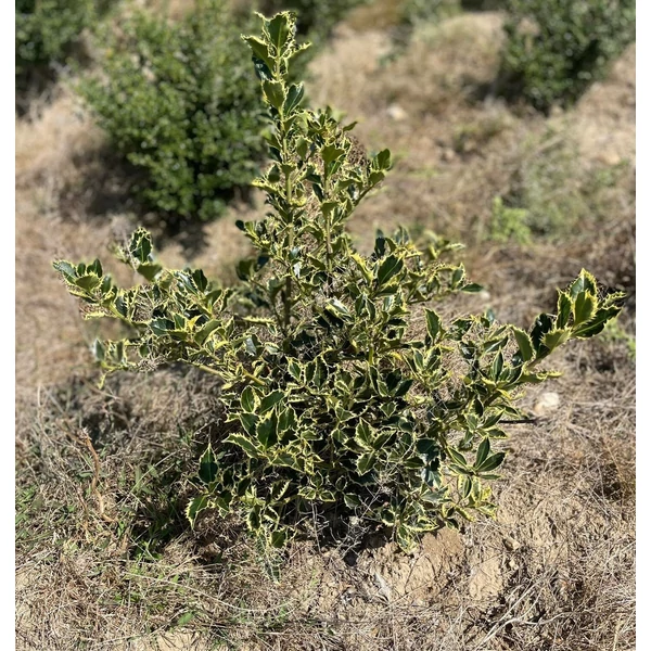 Közönséges magyal ILEX AQUIFOLIUM IZA 40/60*