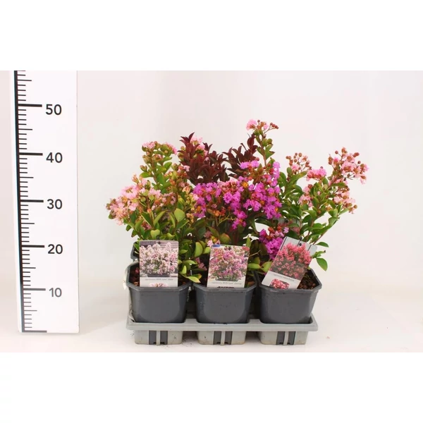 Kínai selyemmirtusz LAGERSTROEMIA INDICA 50/60 K3