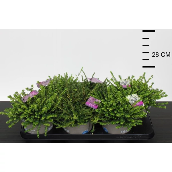Alpesi hanga    ERICA DARLEYENSIS 15CM CS15