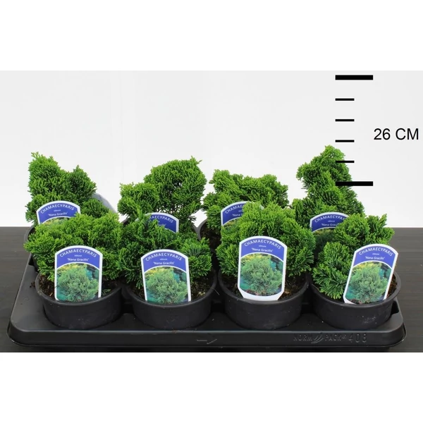 Hinoki hamisciprus    CHAMAECYPARIS OBTUSA NANA GRACILIS 10/12 CS13