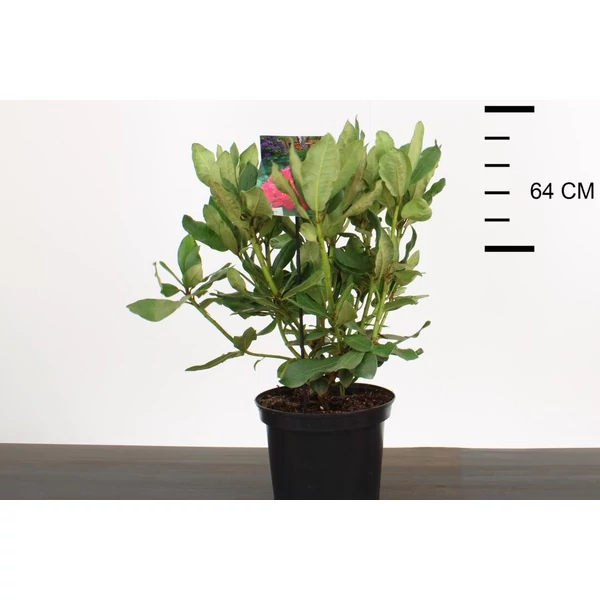 Havasszépe RHODODENDRON NOVA ZEMBLA 30/40 K5