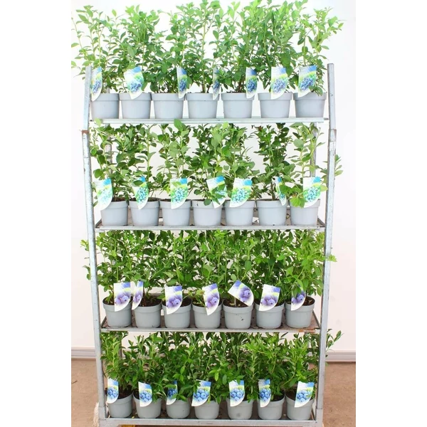 Kék áfonya VACCINIUM CORYMBOSUM 40/60 K4