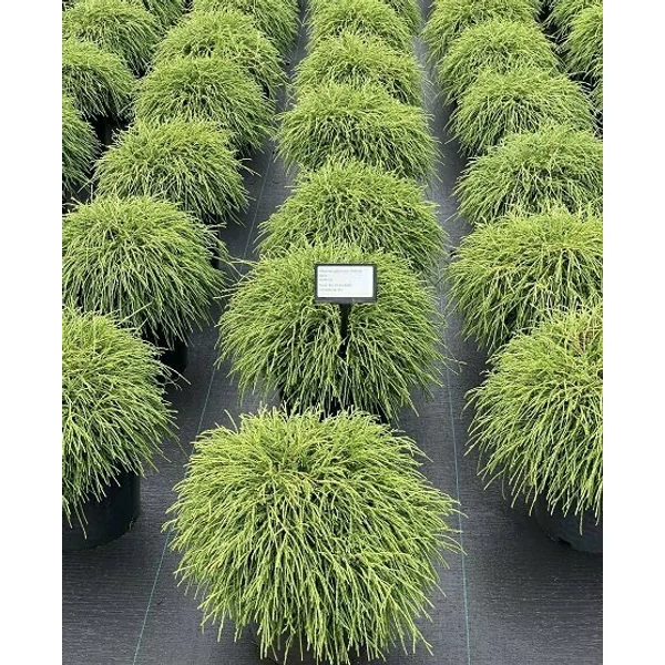 Szavára álciprus    CHAMAECYPARIS PISIFERA FILIFERA NANA 30/45 K8