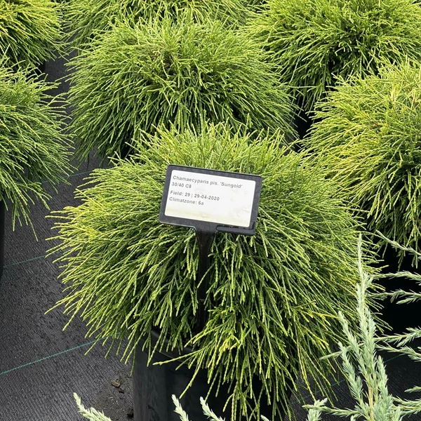 Aranyszínű szavára hamisciprus   CHAMAECYPARIS PISIFERA SUNGOLD 30/40 K8