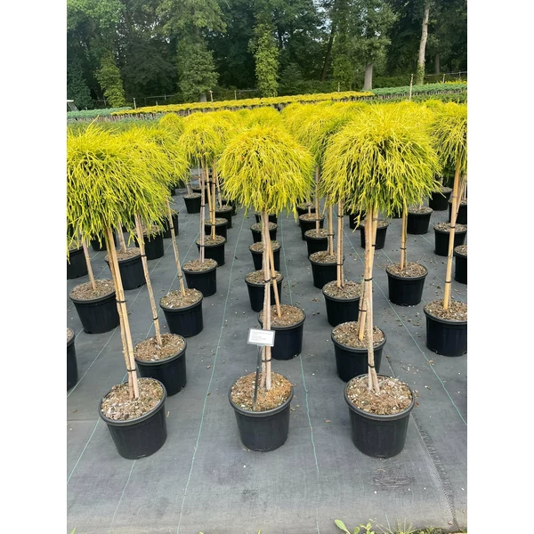 Aranyszínű szavára hamisciprus  CHAMAECYPARIS PISIFERA SUNGOLD T90 K11