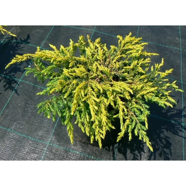 Közönséges boróka    JUNIPERUS COMMUNIS GOLDSCHATZ 30/40 K8