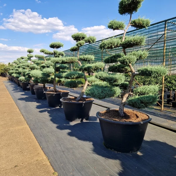 Boróka bonsai    JUNIPERUS MEDIA HETZII BONSAI 175/200 K500