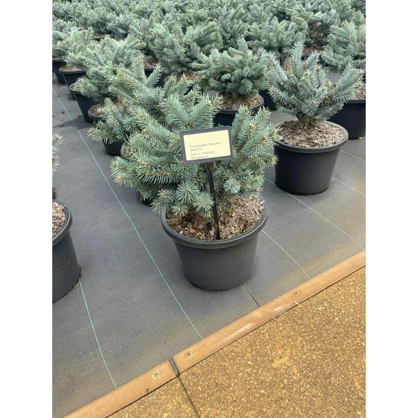 Ezüstfenyő     PICEA PUNGENS KARPATEN 30/40 K12