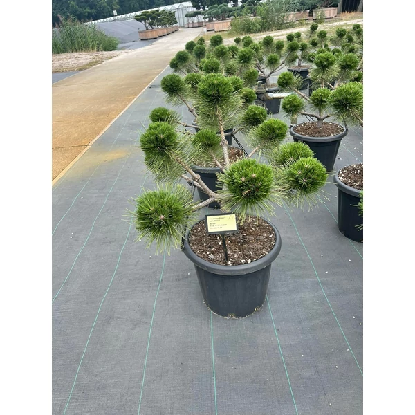 Hosszútűjű gömb feketefenyő   PINUS NIGRA BREPO BONSAI 60/+ K25