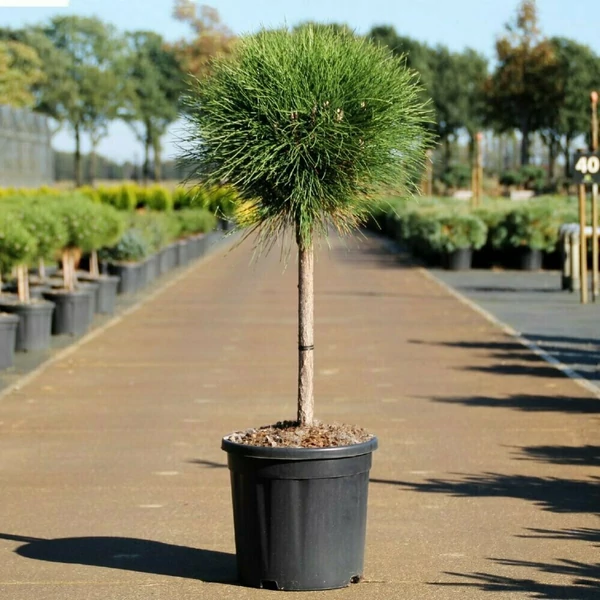 Törpe feketefenyő    PINUS NIGRA SUMMER BREEZE T40 30CM K12,5