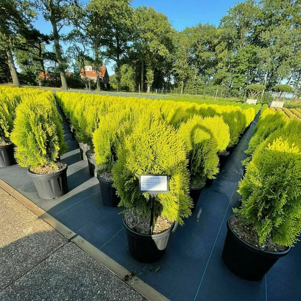Aranylombú keleti tuja THUJA ORIENTALIS AUREA NANA 40/+ K8