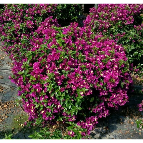 Murvafürt  BOUGAINVILLEA ALEXANDRA BOKOR 60CM K9
