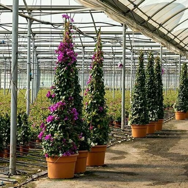 Murvafürt BOUGAINVILLEA ALEXANDRA PIRAMIS 200CM K42