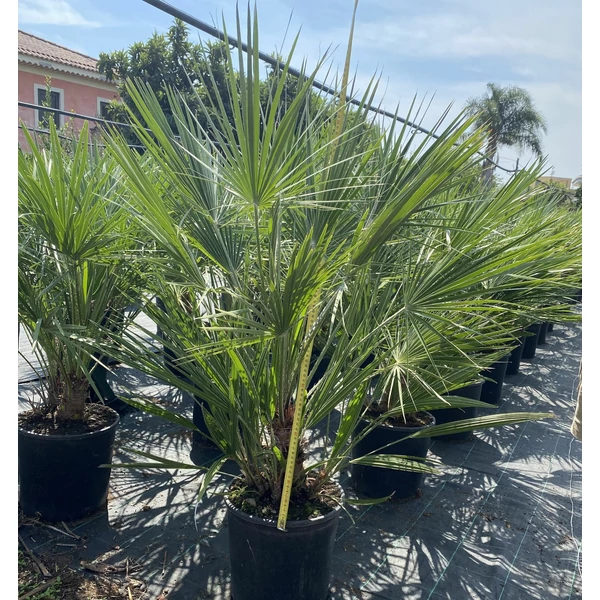 Törpe lószőrpálma  CHAMAEROPS HUMILIS 90CM K12