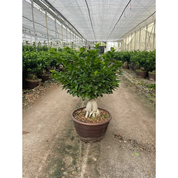 Fikusz bonsai FICUS GINSENG MINI TÖRZS BONSAI TÁLBAN K30