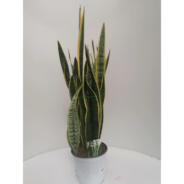 Anyósnyelv SANSEVIERIA SUPERBA 50CM K5