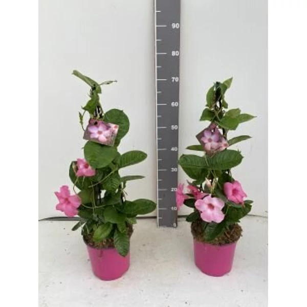 Tölcsérjázmin MANDEVILLEA ALICE DUPONT PIRAMIS 70CM K4