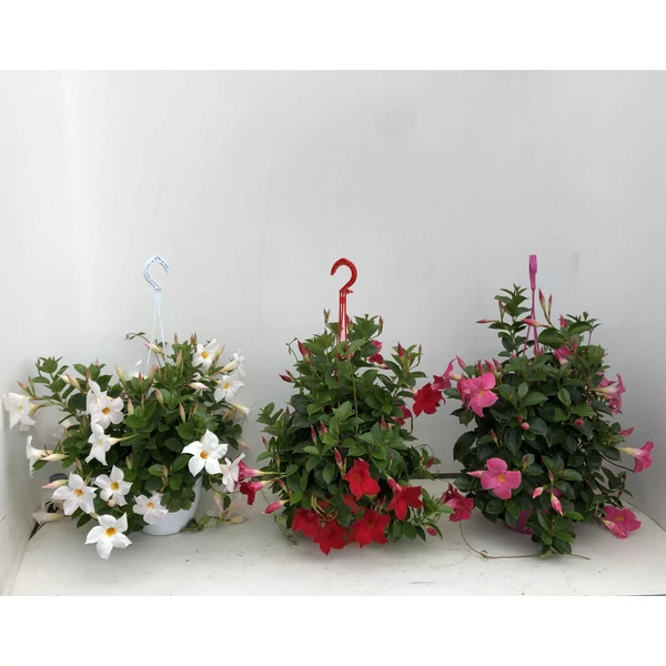 TölcsérjázminSUNDAVILLEA AKASZTÓS 30CM K4