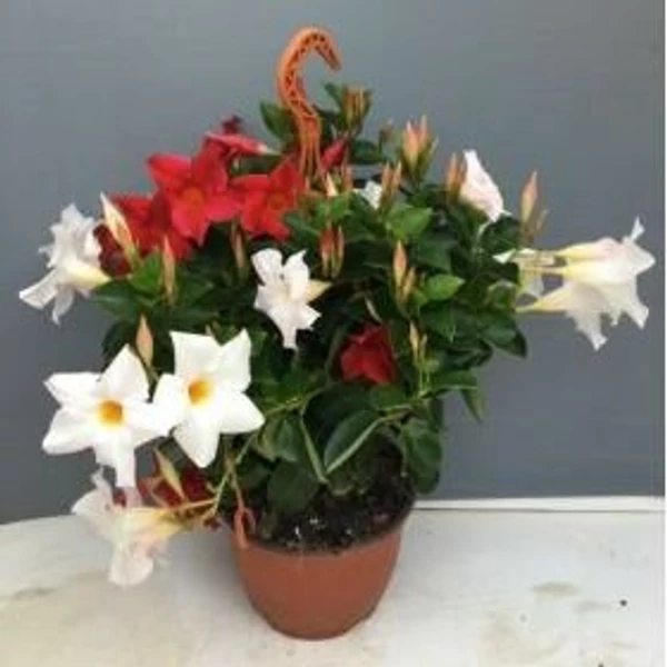 TölcsérjázminSUNDAVILLEA AKASZTÓS TRICOLOR 30CM K4