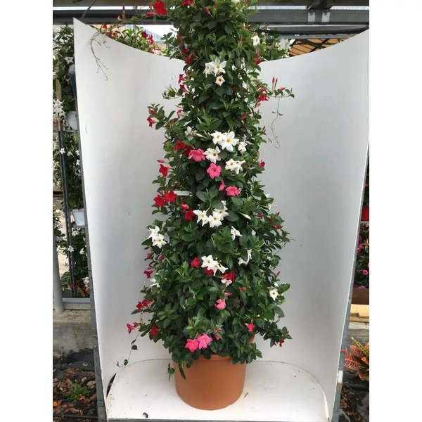 Tölcsérjázmin SUNDAVILLE PIRAMIS 200CM K505