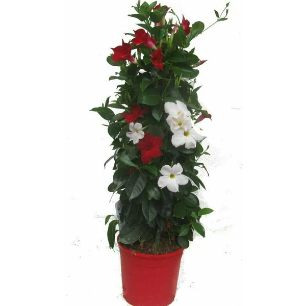 Tölcsérjázmin SUNDAVILLE PIRAMIS BICOLOR 110CM K9