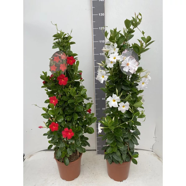 Tölcsérjázmin SUNDAVILLE PIRAMIS 110CM K4