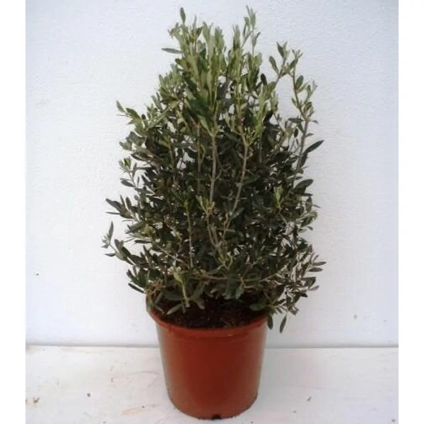 OlajfaOLEA EUROPAEA BOKOR 35/40 K1,5
