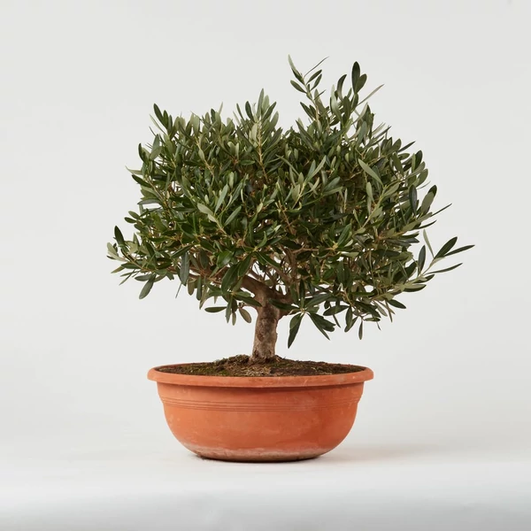 OlajfaOLEA EUROPAEA BONSAI TÁLBAN K6