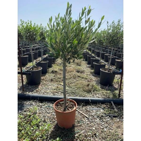 Olajfa   OLEA EUROPAEA T1/4 K5