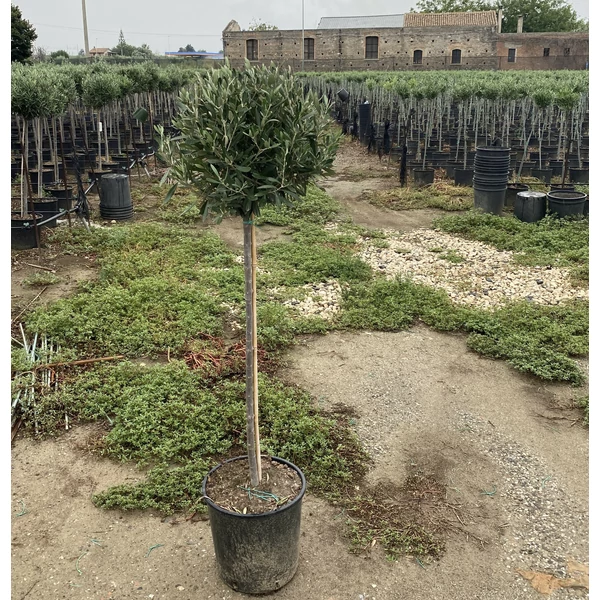 Olajfa  OLEA EUROPAEA T1/4 110CM MAGAS K10