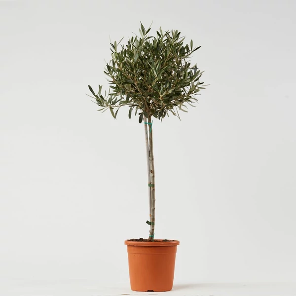 Olajfa   OLEA EUROPAEA T1/4 90CM K9