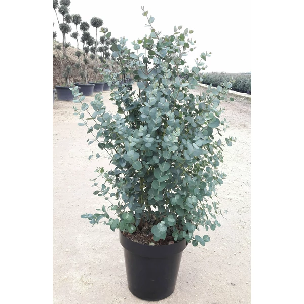 Havasi eukaliptusz  EUCALYPTUS GUNNII K6