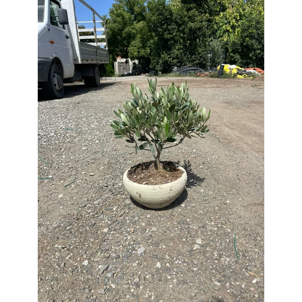 OLEA EUROPEA BONSAI KERÁMIA TÁLBAN K1,5