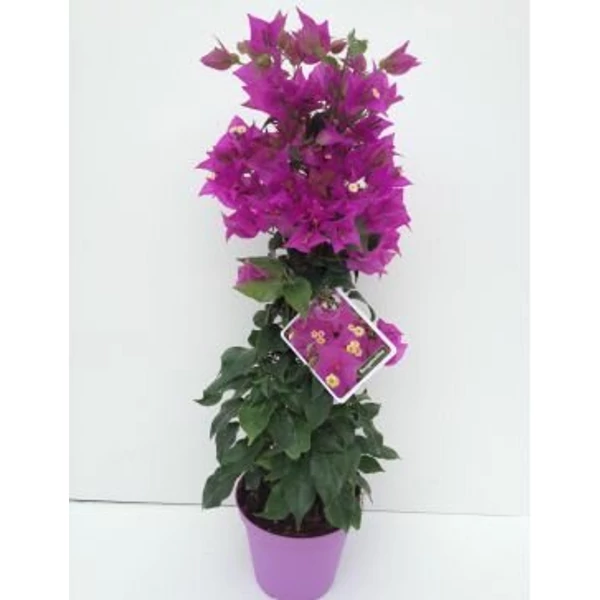 Murvafürt   BOUGAINVILLEA PIRAMIS 50CM K1,5