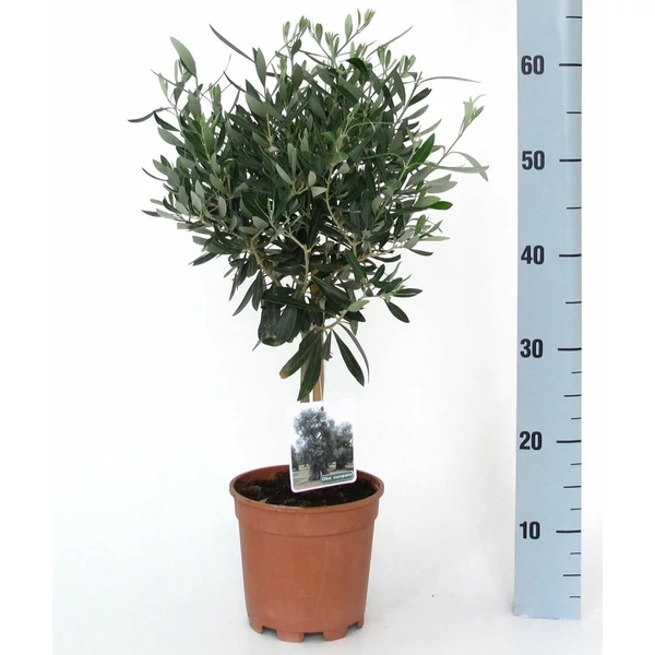 Olajfa   OLEA EUROPAEA T20 K3